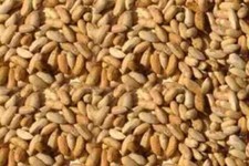 Neem Beej Dried Neem Seed Azadirachta Indica MargosaSeed Herbal/Indian ayurvedic