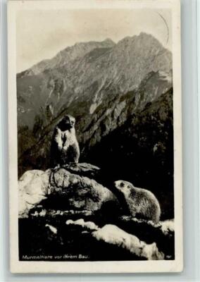 10502210 - marmots before their construction - publisher Hipp no. 197 postcard animal 1929