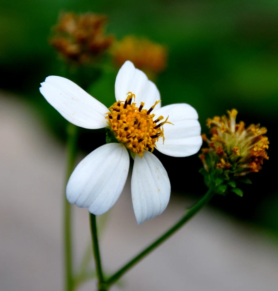 Behaarter Zweizahn- Bidens pilosa - Black- Jack - Beggarticks 50+ Samen E 102