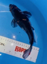 11 Inch Butterfly Showa Kohaku  Koi, Kuronuma Black Swamp Koi Farms