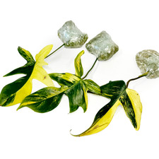 Philodendron 'Florida BEAUTY' x1 Cutting (Rooted) - Rare Houseplant