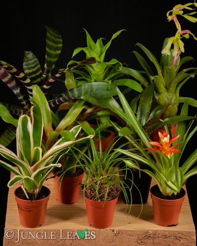 Bromelien Set Bromelien für Terrarien kleinbleibend Pfeilgiftfrösche