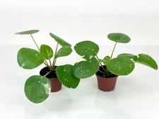 2 Plants - Variegated Pilea peperomioides 'White Splash' (2" Pots/Starter Plants