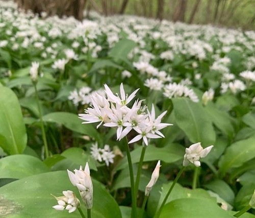 WILD GARLIC HERB ALLIUM URSINUM RAMSONS WILD FLOWER NATURAL SEED 50 SEEDS - Picture 10 of 17