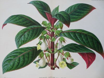 Tapeinotes Carolinae Botanical View 1883 Linden chromolithographed print