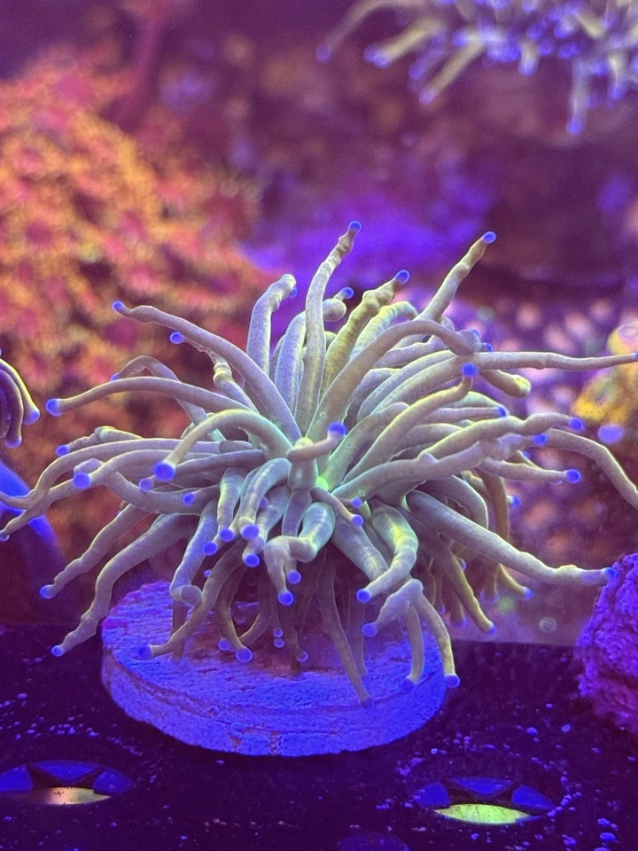 Antorcha del Grial Indo única WYSIWYG Live coral frag Lps Sps Foto 2 de 2