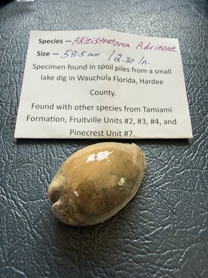 EXTINCT fossilized Cowrie shell from central Florida..Pliocene era.