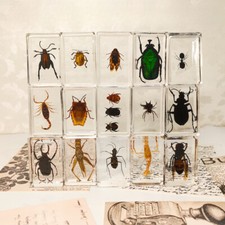 1X Resin Insects Specimens Bugs Shrimp Colorful Beetles Cricket Collection Gift