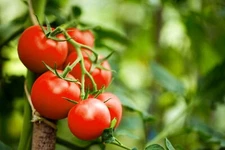 Moneymaker Tomato Seeds, Old Reliable, NON-GMO, Heirloom, FREE SHIPPING
