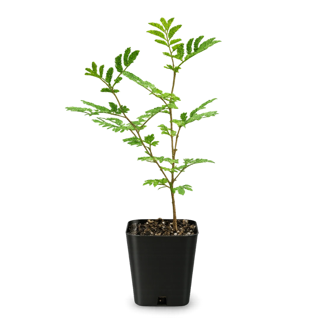 Acacia Trees for sale | eBay