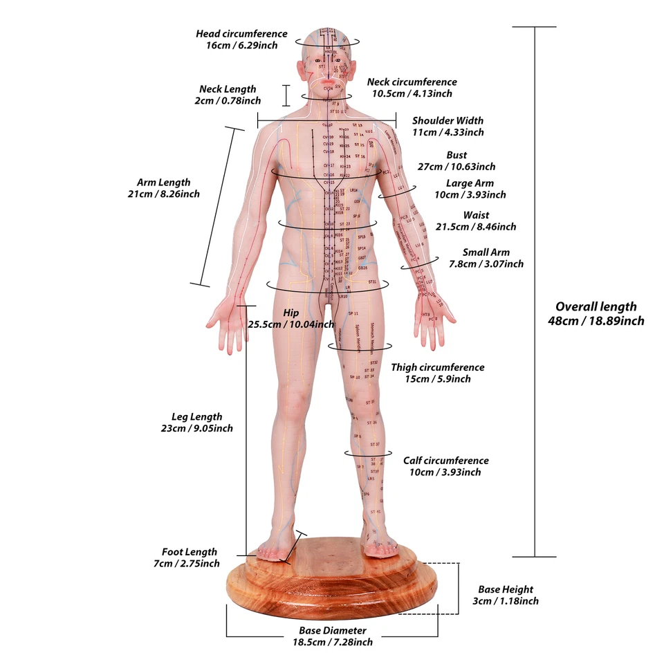 Muñeca Acupuntura Modelo 48/55cm Punto de Acupuntura Humano Silicona Marca Inglesa Foto 3 de 4