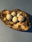 Dug Civil War 💥 💣 🇺🇸 Cannonball Drag W Case Shot