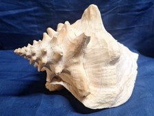 Natural Large Queen Conch  Shell L21.5cmxW16cm Marine Fish Tank Décor 
