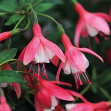 Fuchsia 'Lady Thumb' Hardy Shrub Flower Garden Deciduous Plant 9cm or 1L Pot T&M