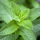 mintmintmint