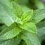 mintmintmint