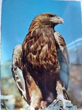AK, Ansichtskarte, Adler