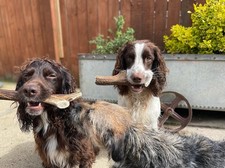 XL Red Deer Antler Dog Chew 200-300g | Natural Long Lasting Dog Chew