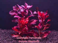 Ludwigia Peruensis Purple Diamond - Live Aquatic Freshwater Fish Shrimp Plant