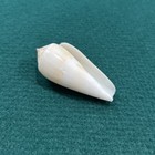 Conus Pohlianus Kegelschale 60mm Salomonen