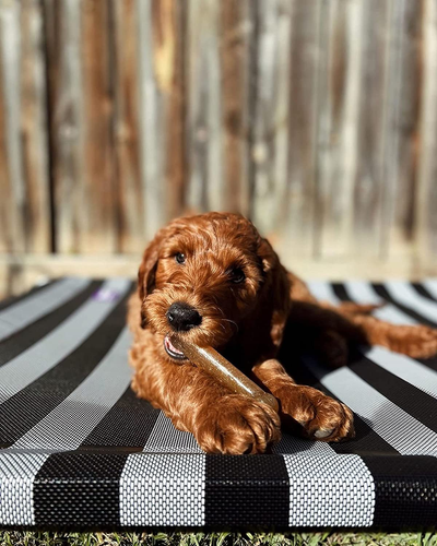 Osso per Cuccioli Puppy Bone | Giocattolo Masticabile per La Dentizione E L'Igie - Foto 2 di 12
