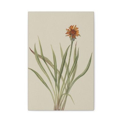 Mary Vaux Walcott - False Dandelion (Agoseris aurantiaca) - Canvas Wall Art