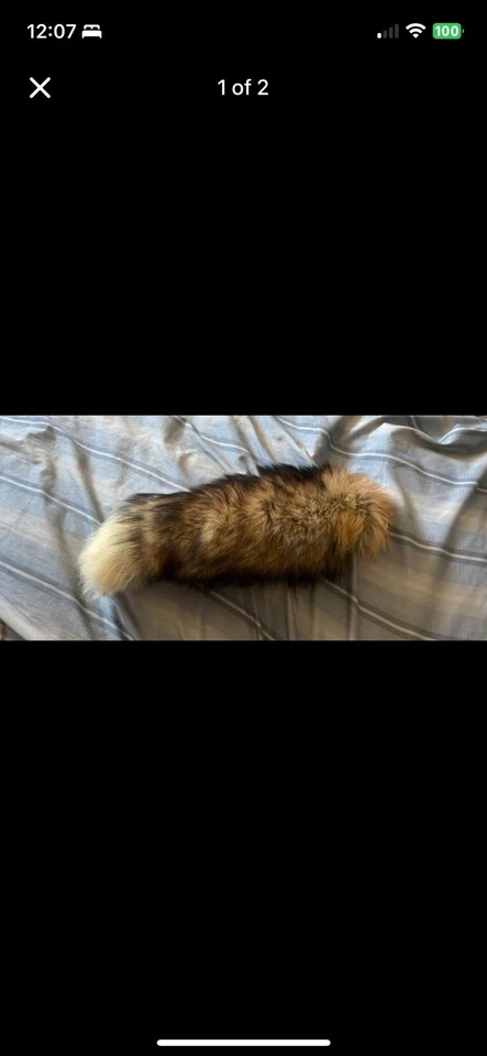 Cola y orejas de lobo real Foto 2 de 2