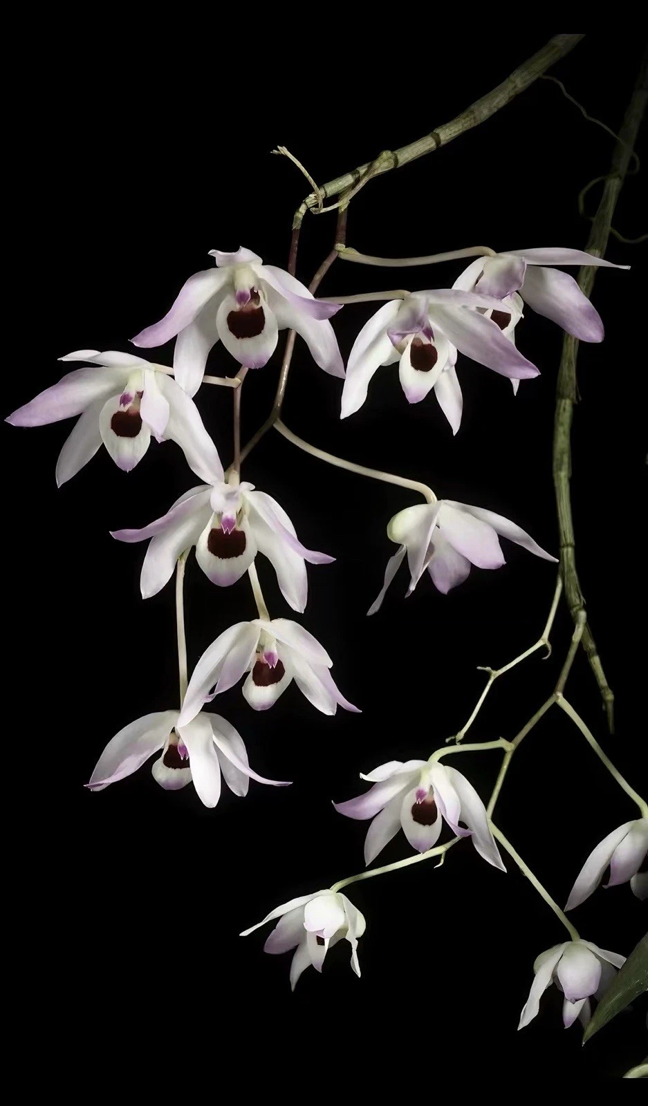 China Dendrobium shixingense Rare Species Orchid Blooming Size Plant
Opens in a new window or tab