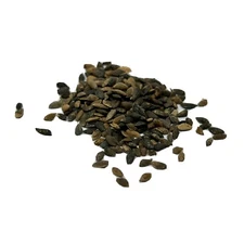 Mexican Weeping Pine Bonsai Tree Seed Pack Pinus Patula