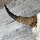 Authentic Real Cow Steer Skull Rustic Western Cowboy Decor Ranch Bull Large  — photo 5