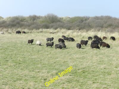 Photo 6x4 Sheep grazing at Chalk Bank Kilnsea Hebridean sheep, Spurn Poin c2012