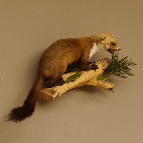 Steinmarder marder offenem Fang Präparat taxidermy Deko Tierpräparat 89.5.196 - Bild 3 von 7