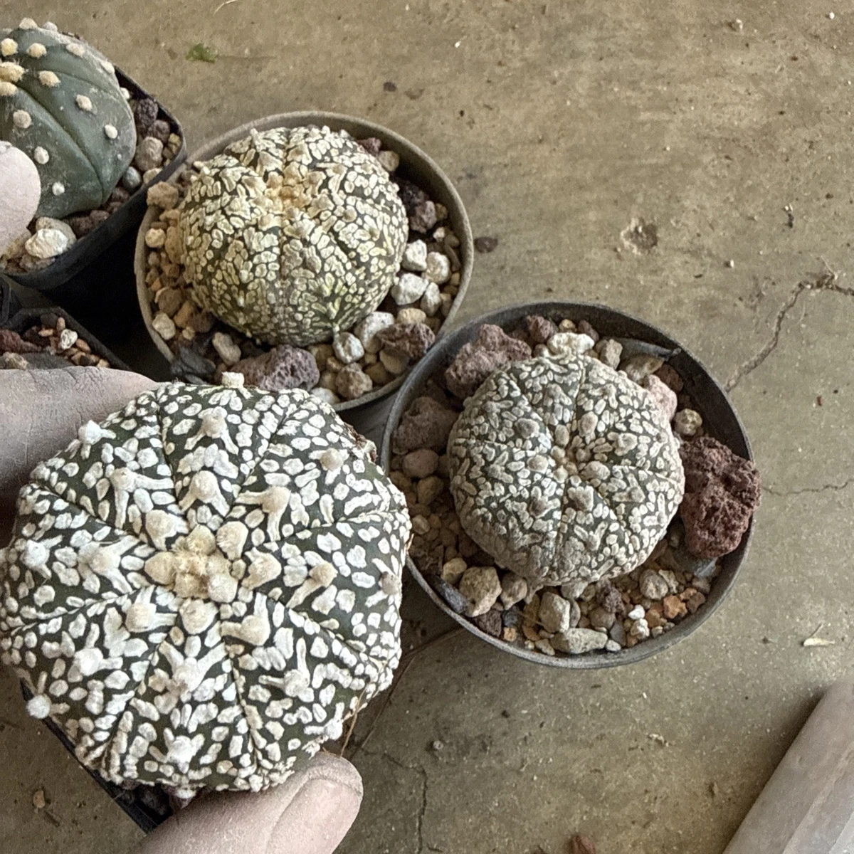 Astrophytum Super Kabuto for sale | eBay