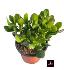 Crassula Ovata - Albero di Giada, vaso 9 cm (min. h 20 cm) Jade Plant Jade Tree.