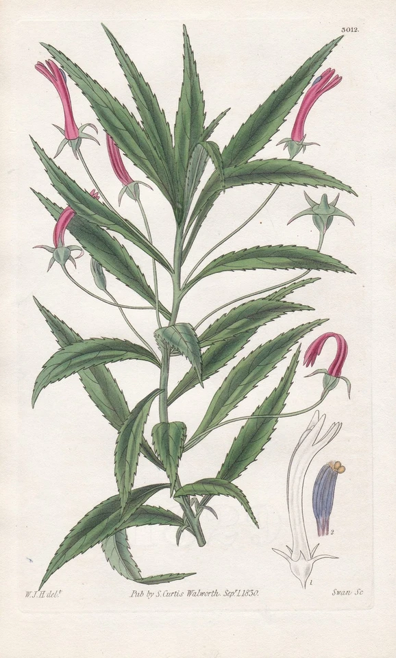 Lobelia Krausii Blume flower Botanik botany engraving Kupferstich Curtis 3012 - Bild 1 von 1
