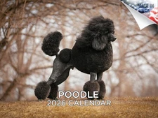 Poodle Dog Breed Calendar 2026 12x18 Made in USA
