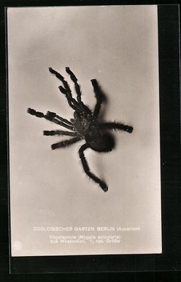 Vogelspinne aus dem Berliner Zoo, Ansichtskarte 