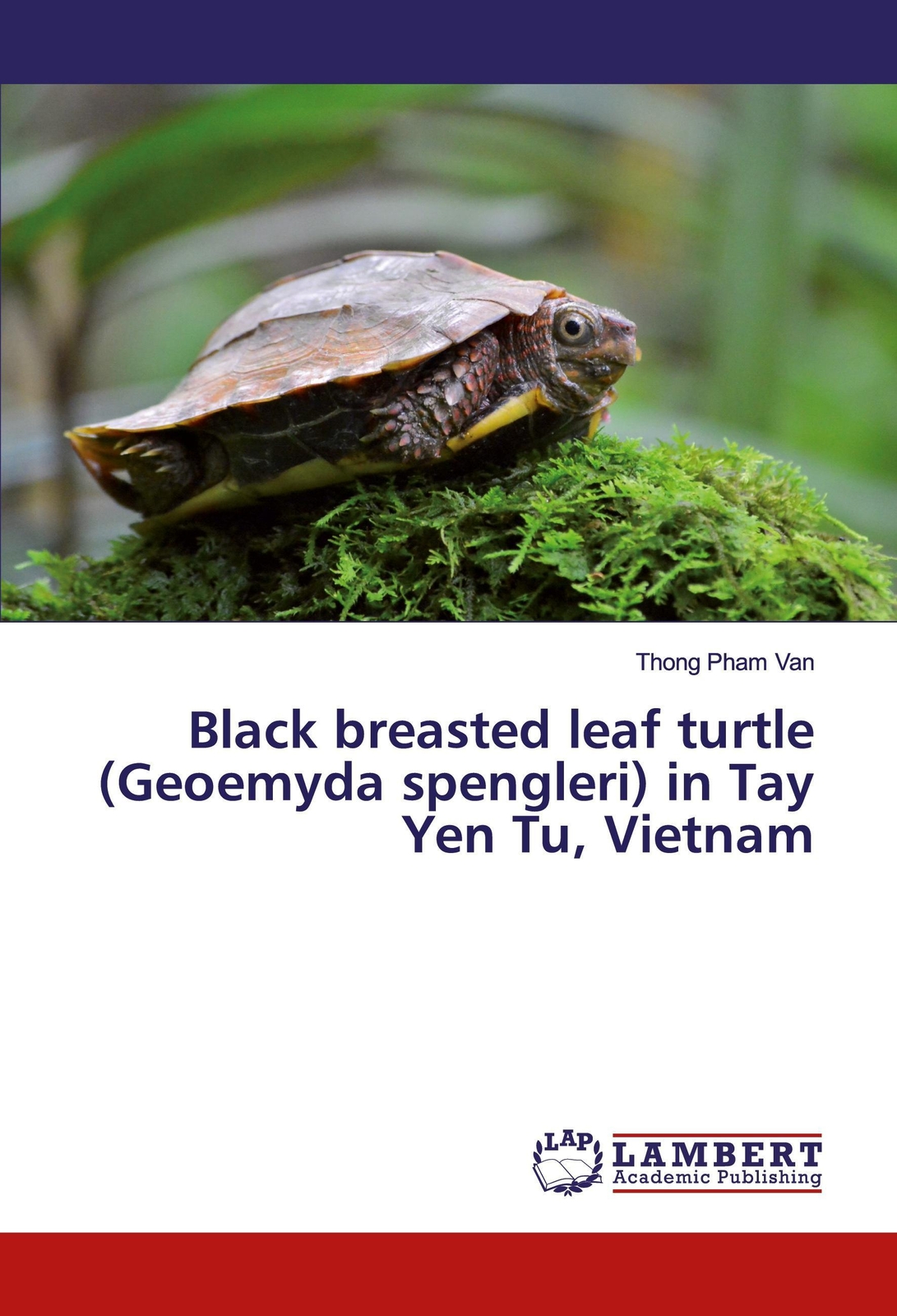 Black Breasted Leaf Turtle (geoemyda Spengleri) In Tay Yen Tu, Vietnam