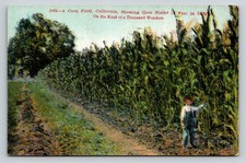 Vintage California Corn Field Postcard - 14 Ft Stalks, Road of a Thousand