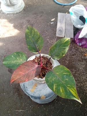 Real Picture Philodendron Orange Princess Marble Rare Plant