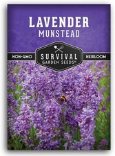 Munstead English Lavender Seeds for Planting   Compact Dwarf Hardy Perennial H
