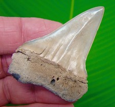 Mako Shark Tooth Real Fossil LEE CREEK Aurora - XL 2.54”  Size 