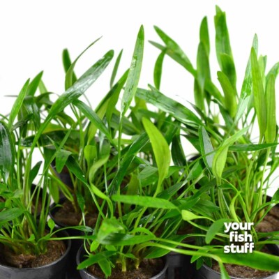Cryptocoryne lucens Live Aquarium Plants - *BUY 1 GET 1 at 50% OFF