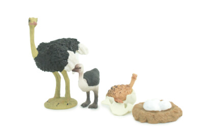 Ostrich Life Cycle, 4 Piece Set, Toy, Realistic Painted Model 4'' CH756 BB190