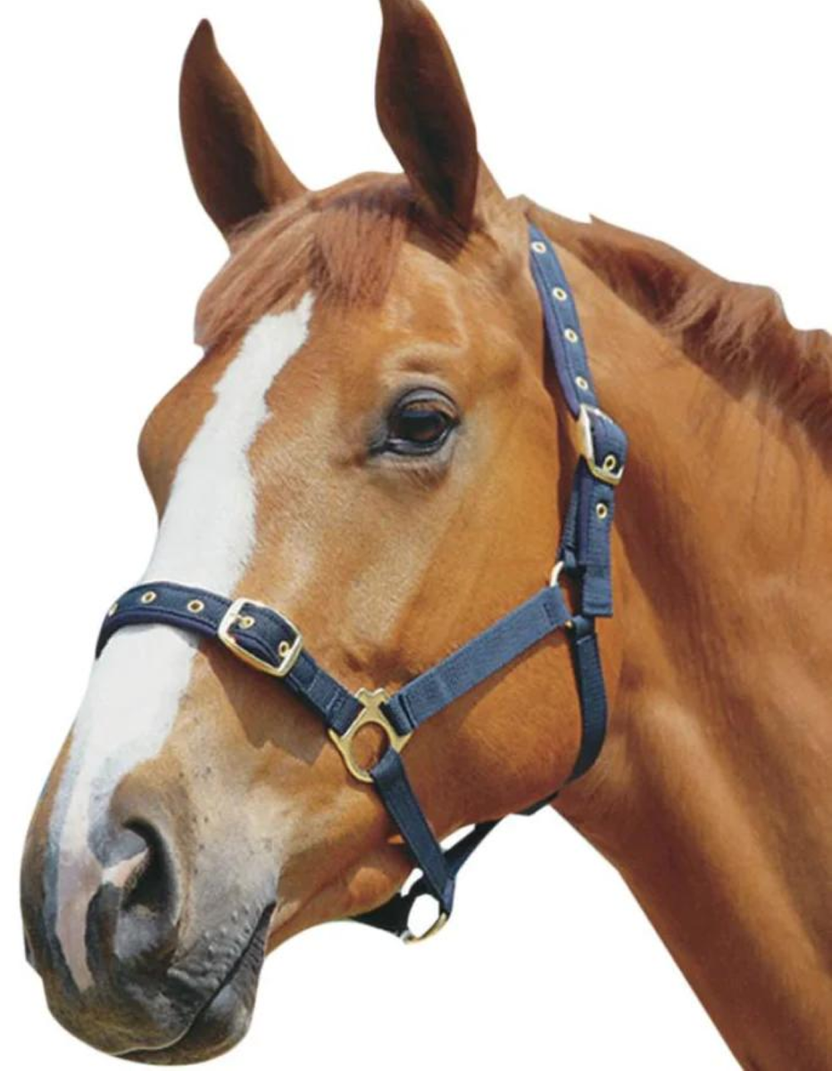 Roma Jersey Soft and Comfy Navy Padded Cob Headcollar WB1601 b  postfree