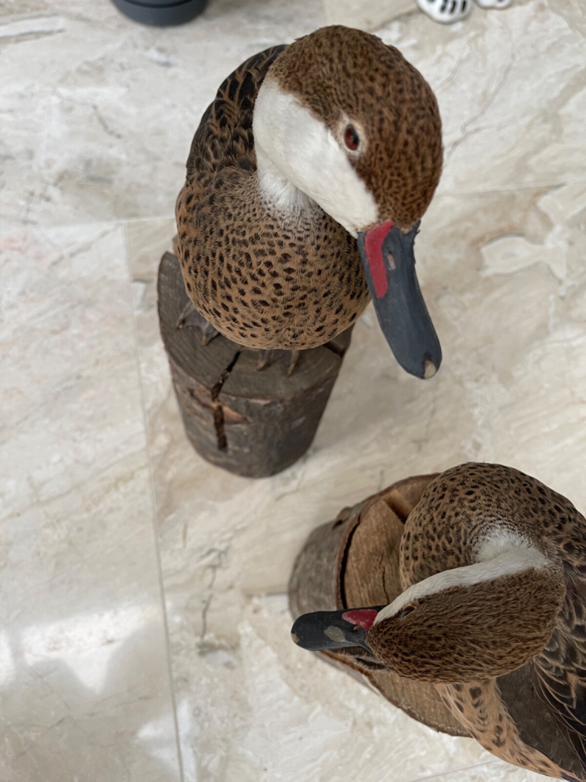 taxidermy birds eBay