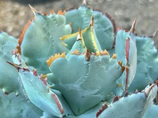 Agave Isthmensis ‘Kabutogani’ Dwarf Compact Non Variegated!! - Rare Succulent!!