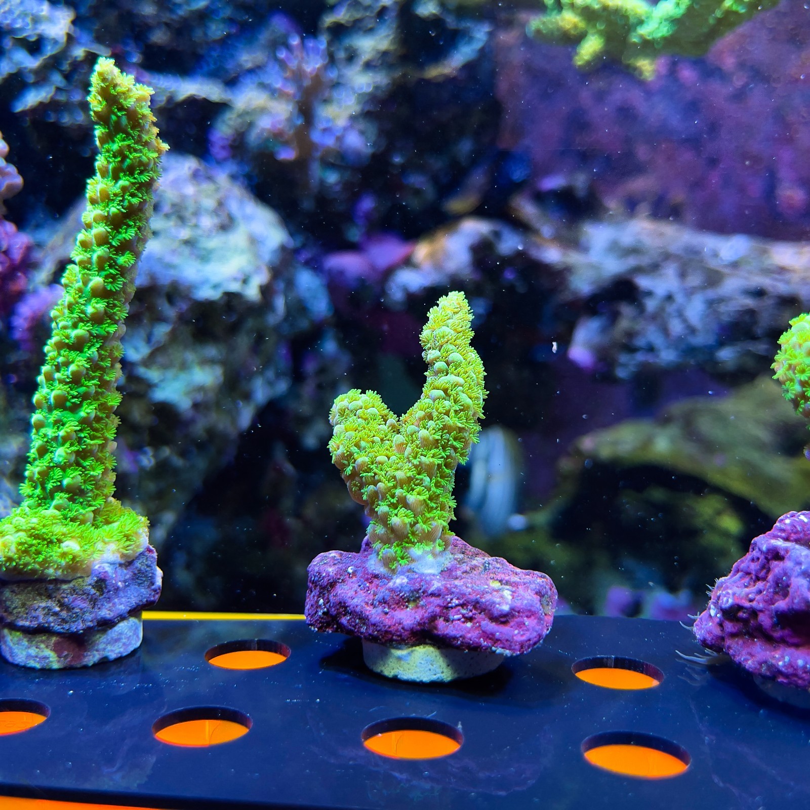 Green Slimer Acropora - WYSYWYG LIVE CORAL (A1)