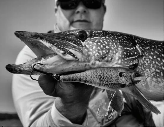 Rapala SSR14 Super Shad Rap Pick Colors & Quantity NIP - Image 3 of 4