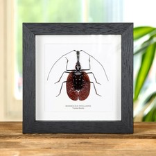 Violin Taxidermy Beetle Frame (Mormolyce phyllodes)